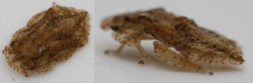 Ledra aurita